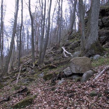 Naturwaldreservat Schwarzwihrberg im Oberpfälzer Wald, Lkr. Cham; Foto: R. Straußberger