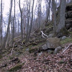 Naturwaldreservat Schwarzwihrberg im Oberpfälzer Wald, Lkr. Cham; Foto: R. Straußberger