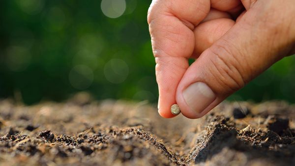Unkraut im Garten anpflanzen: EIne Hand hält ein Samenkorn zwischen zwei Fingern und setzt es in die Erde ein.