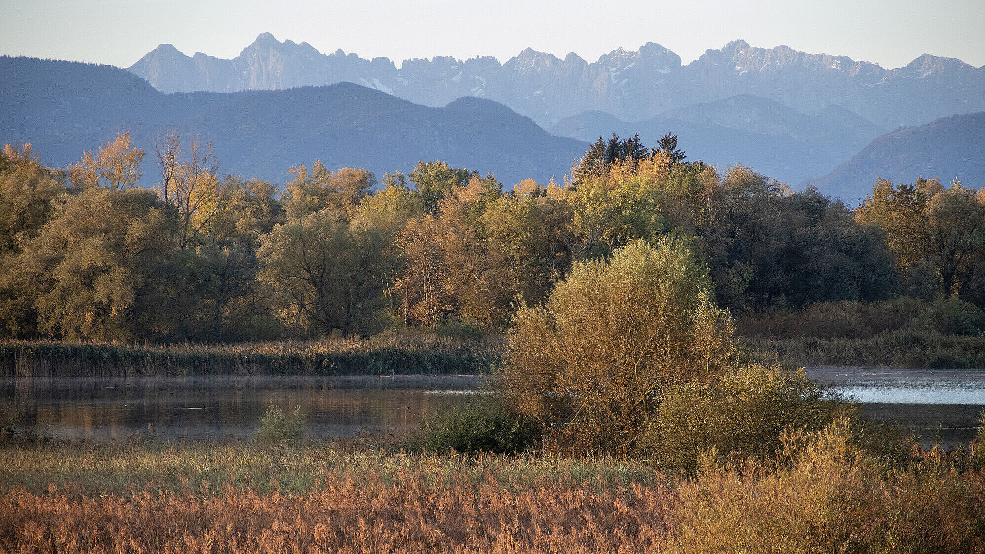Die Hirschauer Bucht am Chiemsee, im Vordergrund ist flache Vegetation, am anderen Ufer steht ein Laubwald. Im Hintergrund die Alpen