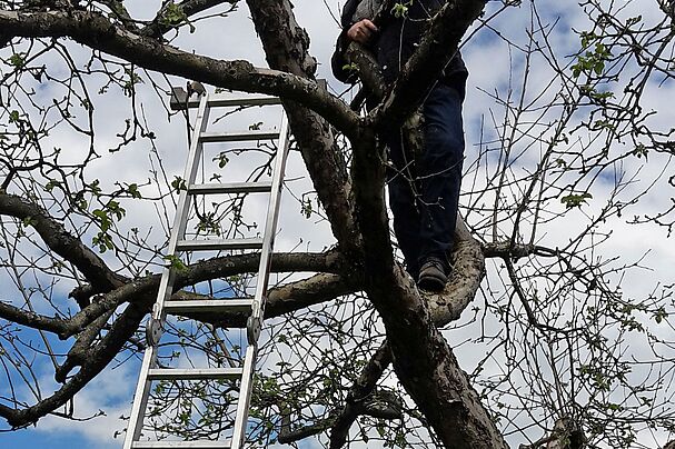 Foto: R. Beyer; Obstbaumschnitt H. Merten Hermann Merten schneidet einen Obstbaum