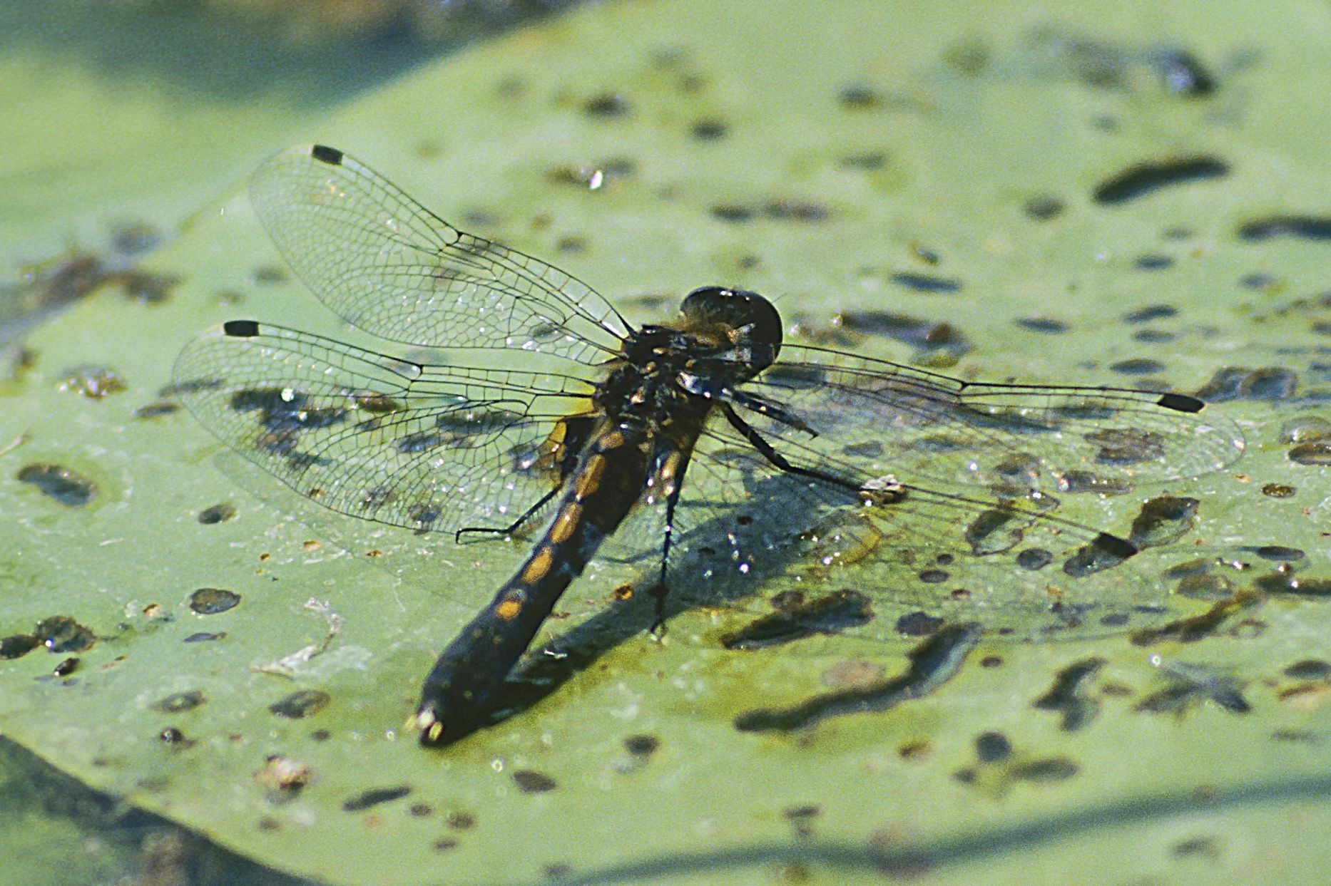 Zierliche Moosjungfer, Weibchen (Foto: Heiko Bellmann)