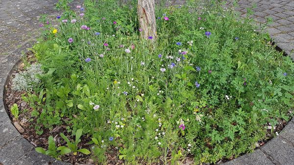 Stadtbäume gießen: Eine bepflanzte Baumscheibe schützt vor schneller Verdunstung des Wassers. (Foto: Conni Schlosser) Wildblumen wachsen auf einer runden Baumscheibe.