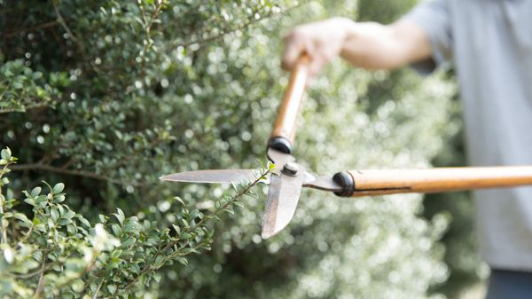 Nützlinge in den Garten locken: Schneiden Sie Ihre Hecken und Bäume nur zurückhalten, um Versteckmöglichkeiten zu erhalten (Foto: carbondale/stock.adobe.com).