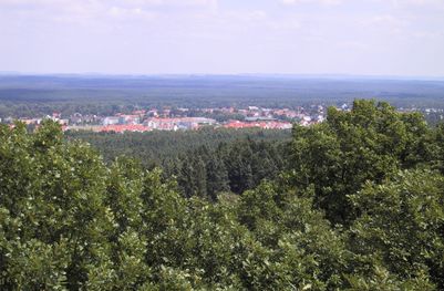 Nürnberger Reichswald (Foto: Tom Konopka)