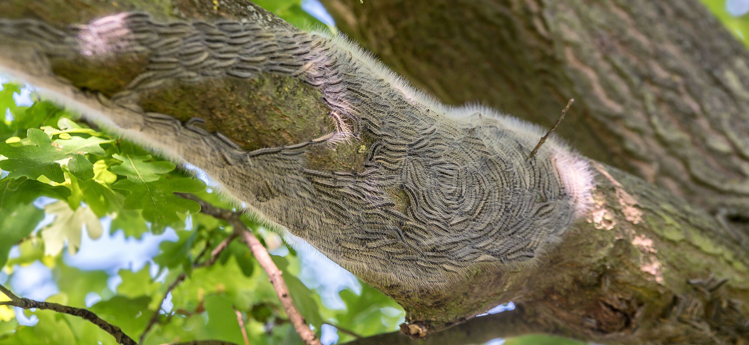 Stark behaarte schwarz-weiße Raupen drängen sich eng an eng auf einem Ast. Solche Nester des Eichenprozessionsspinners können auch ohne Chemie entfernt werden. (Foto: Ralf Geithe/stock.adobe.com) 