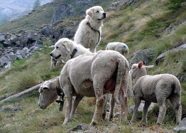 Foto: Agridea Zwei Herdenschutzhunde bewachen Schafe im Gebirge