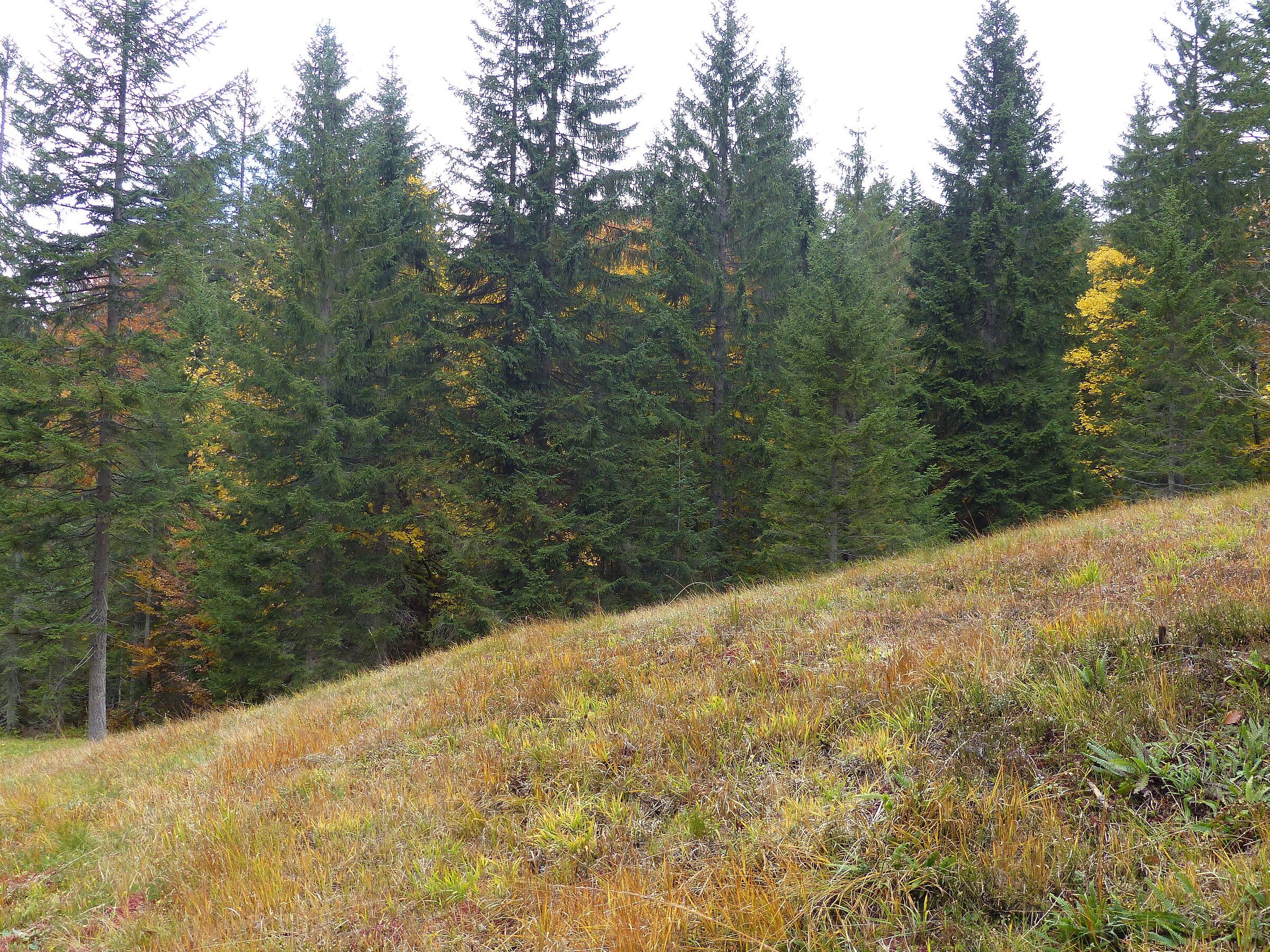 Typisches Hangmoor im Revier Sonthofen (Foto: Marion Betzler)