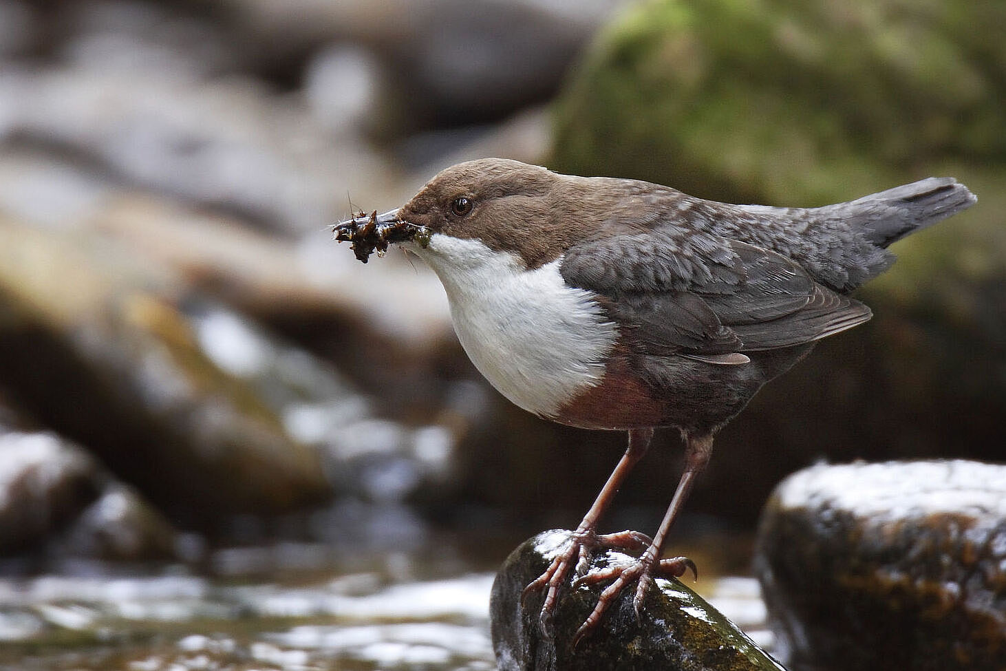 Wasseramsel mit Beute (Foto: Marcus Bosch) Wasseramsel mit Beute (Foto: Marcus Bosch)