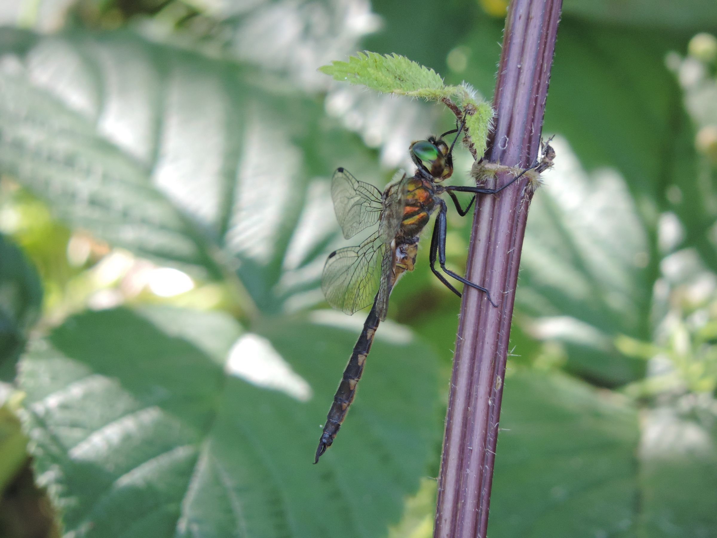 Männchen der Gefleckten Smaragdlibelle (Foto: Günter Farka) Männchen der Gefleckten Smaragdlibelle (Foto: Günter Farka)