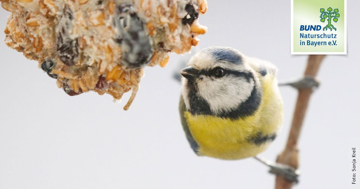 Vgel fttern im Winter? | BUND Naturschutz (BN)