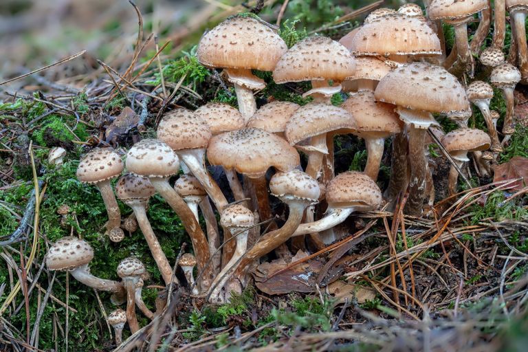 Ein bräunlich-weißer Pilz mit gepunkteten Hüten wächst auf liegendem Totholz. (Foto: janny2/stock.adobe.com)