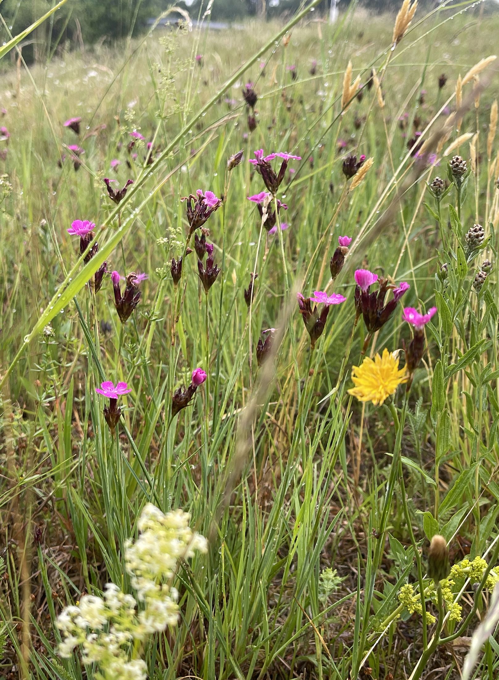 Wiesenmeisterschaft