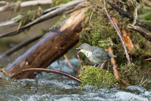 Junge Wasseramsel (Foto: Ralph Frank)