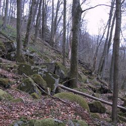 Naturwaldreservat Schwarzwihrberg im Oberpfälzer Wald, Lkr. Cham; Foto: R. Straußberger