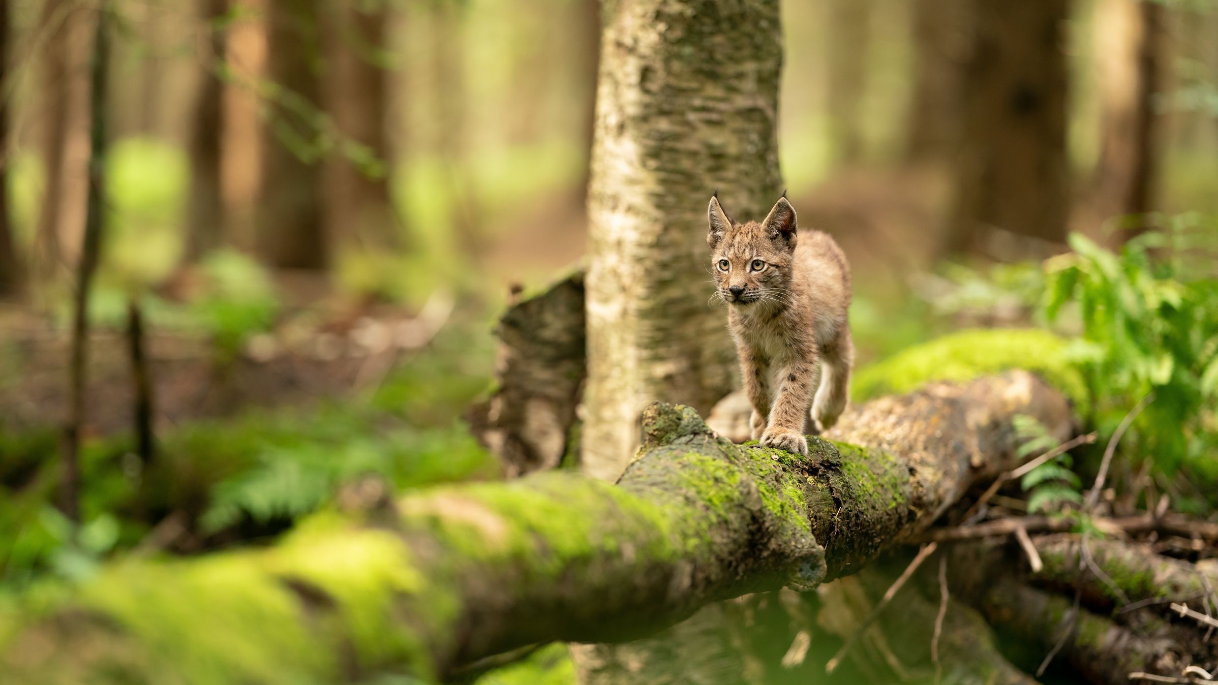 Helfen Sie mit Ihrem Testament die Natur für nachfolgende Generationen zu bewahren.