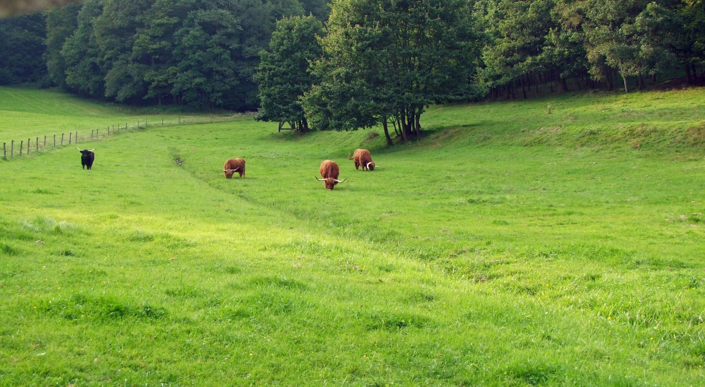 Rinder auf Weide im Püttlachtal