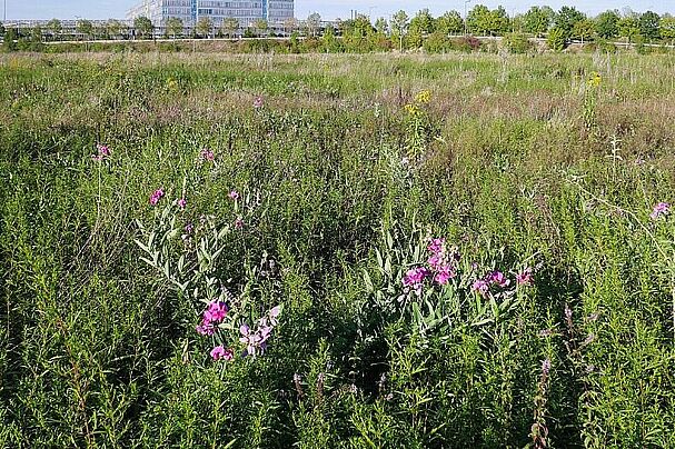 Foto: A. Muscholl-Silberhorn