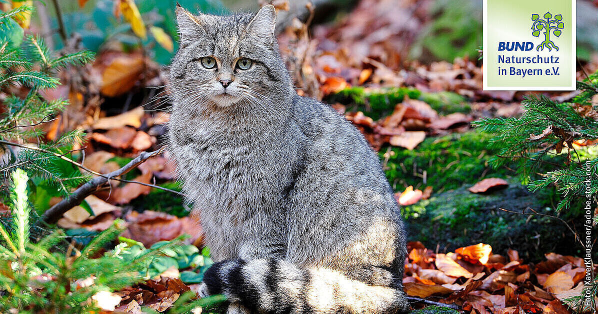 Europische Wildkatze: Steckbrief | BUND Naturschutz (BN)