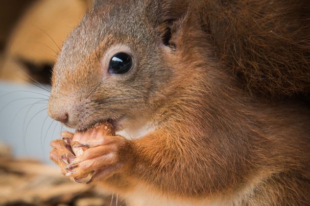 Eichhörnchen im Herbst