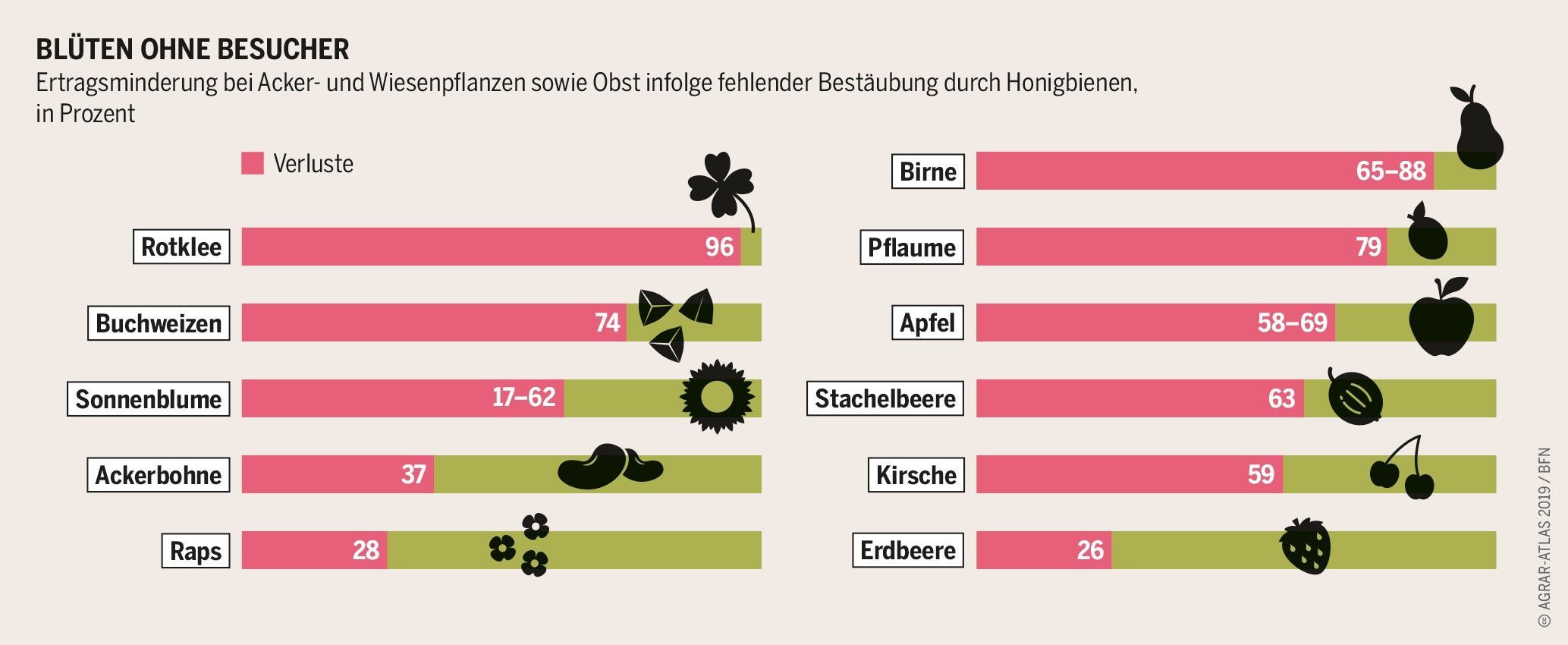 Grafik: Agrar-Atlas 2019/BfN Ein Diagramm mit liegenden Balken zeigt, wieviel Einbußen es bei verschiedenen Pflanzen ohne Bestäubung durch Bienen gäbe