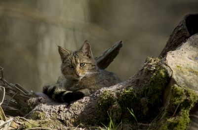 Wildkatze
