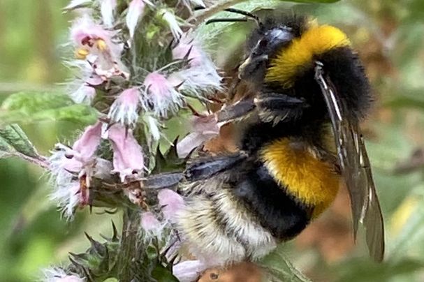 Erdhummel an Herzgespann im InsektenReich (Foto: Dirk Schiepers)