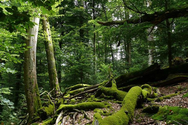 Naturwald im Spessart, Foto R. Radl