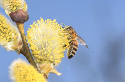 Honigbiene an Salweide (Foto: Johannes Selmannsberger)