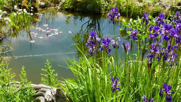 Wenn man ein paar Punkte beachtet, eignet sich ein Gartenteich hervorragend als Tiertränke. (Foto: Bill Ernest/stock.adobe.com) Ein Naturteich im Garten eignet sich sehr gut als Tiertränke.
