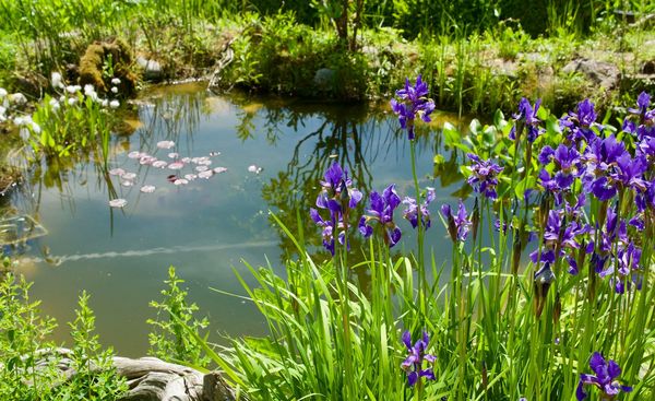Wenn man ein paar Punkte beachtet, eignet sich ein Gartenteich hervorragend als Tiertränke. (Foto: Bill Ernest/stock.adobe.com) Ein Naturteich im Garten eignet sich sehr gut als Tiertränke.