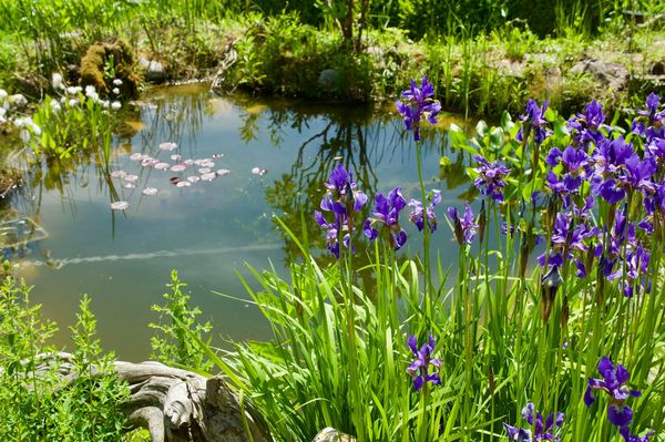 Naturteich im Garten: richtige Lage und Größe wählen (Foto: Bill Ernest/stock.adobe.com) Ein Naturteich im Garten mit blauen Sibirischen Schwertlilien am Tecihrand und Seerosenblättern auf dem Wasser