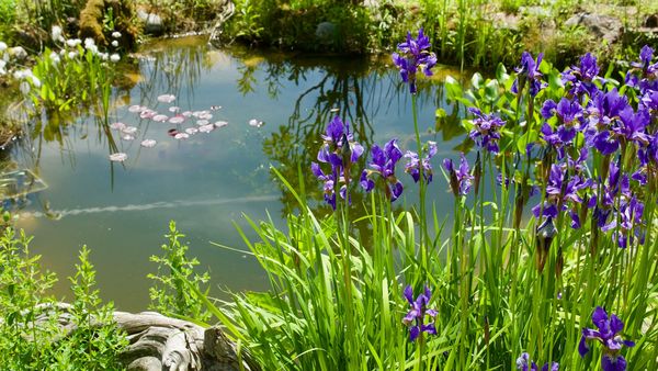 Ein Naturteich im Garten mit blauen Sibirischen Schwertlilien am Tecihrand und Seerosenblättern auf dem Wasser