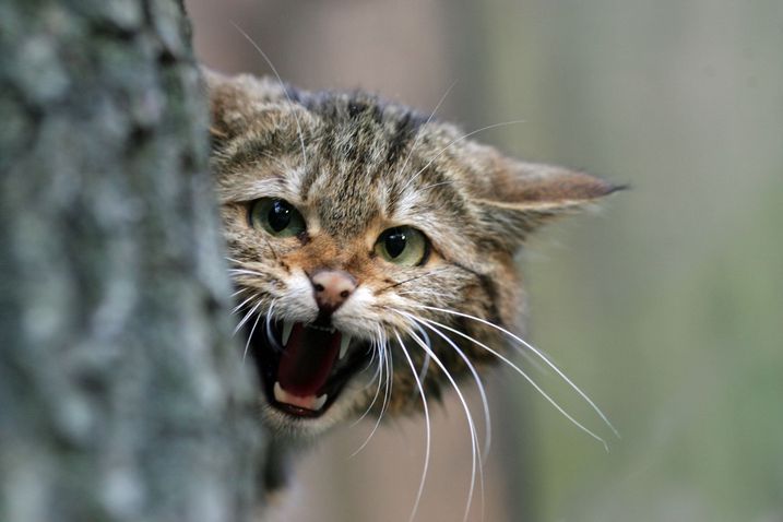 Wildkatze (Foto: Fotonatur Askani)
