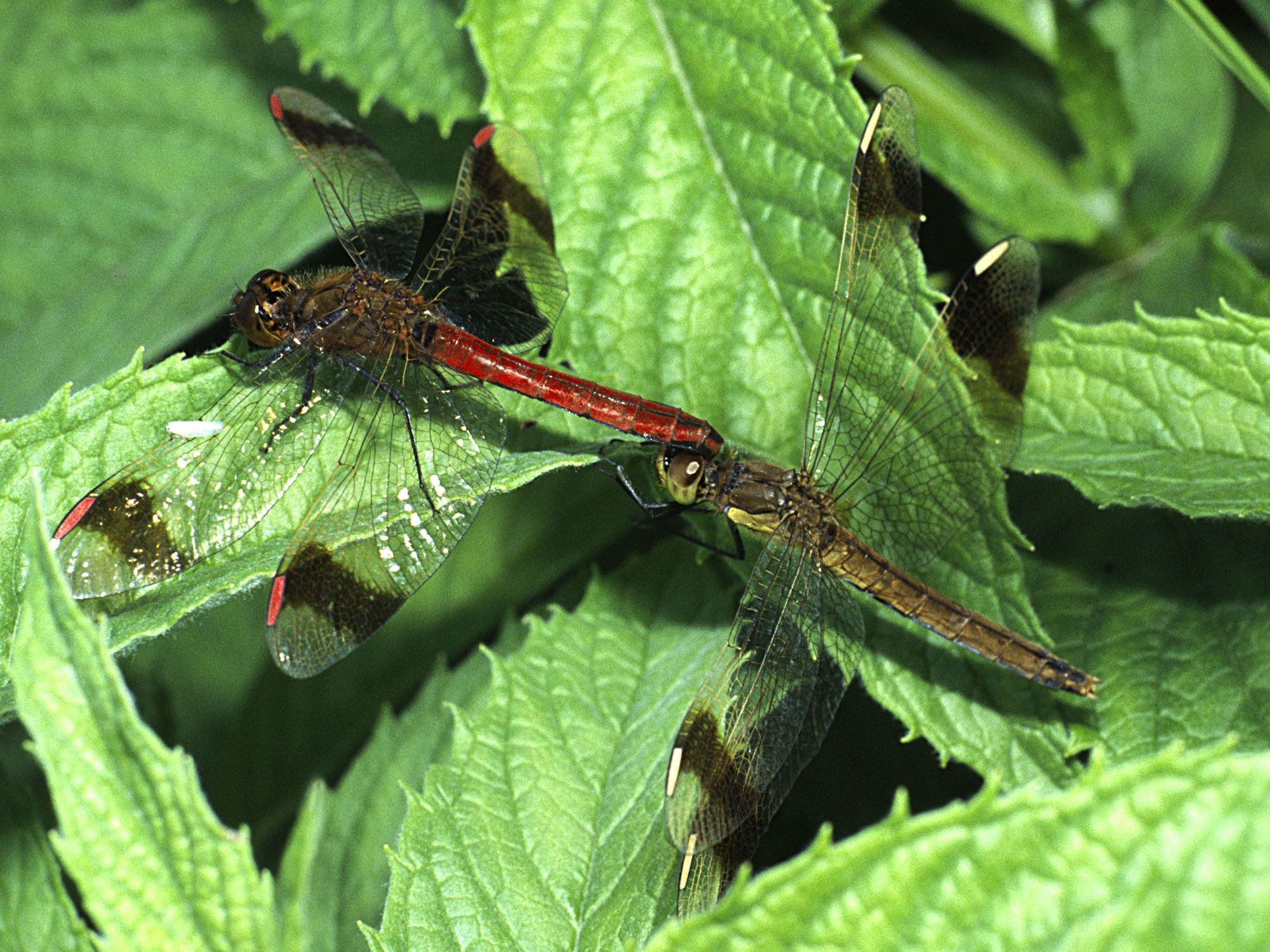 Gebänderte Heidelibellen (Sympetrum pedemontanum) bei der Paarung, das Männchen hält das Weibchen (rechts).