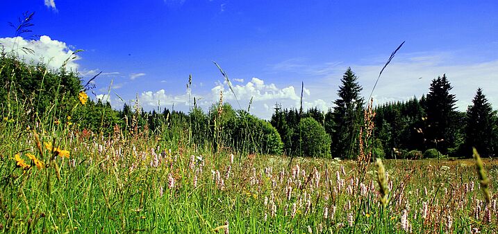 Rettet die Bienen! Blühende ungedüngte und ungespritzte Wiesen sind ein Paradies für viele Tiere und Pflanzen. Und sie sind sehr selten geworden. Mit dem Volksbegehren Artenvielfalt soll es wieder mehr solcher Blumenwiesen geben. (Foto: Fotomax12/fotol Blühende und ungespritzte Wiesen - ein Paradies für viele Tier- und Pflanzenarten. Mit dem Volksbegehren Artenvielfalt soll es wieder mehr solcher Blumenwiesen geben.