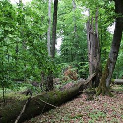 Naturschutzgebiet Ludwigshain, Lkr. Kelheim; Foto: R. Straußberger
