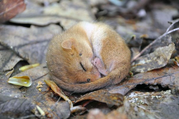 Im Laub schlafende Haselmaus (Foto: MortenChr/iStock)