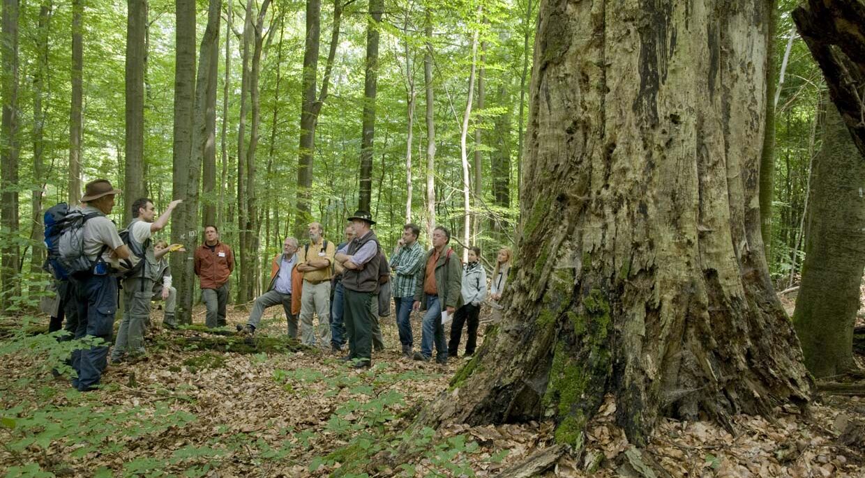 Im Steigerwald stehen noch viele alte Baumriesen, wie es sie in Wirtschaftswäldern sonst kaum mehr gibt (Foto: Thomas Stephan)
