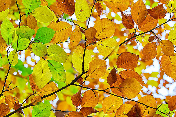 Herbstlaub (Foto: Timo Meyer) Herbstlaub