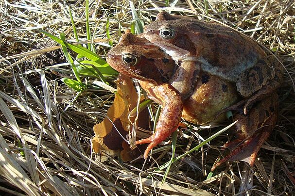 Grasfroschpärchen, Foto: BN KG NEA/BW