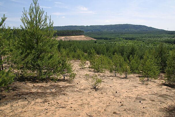 Sand-Lebensräume in Bayern – hier eine Sanddüne bei Leinburg