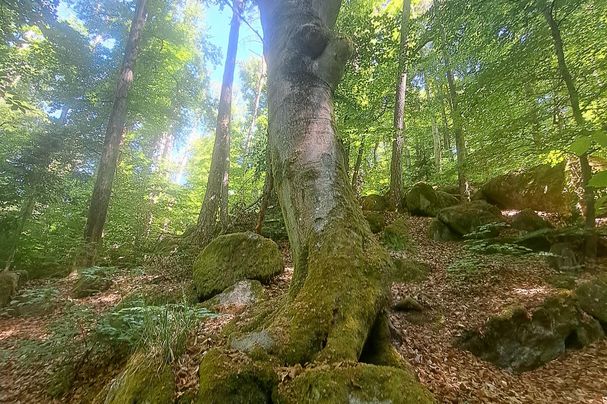 Naturwald am Schwarzer Berg Foto: Isabella Weingärtner
