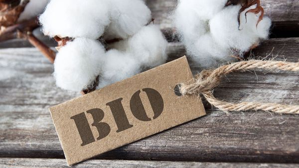 Bei der Umweltbilanz schneiden Bio-Produkte und Leinen am besten ab. (Foto: PhotoSG/stock.adobe.com) Nachhaltige Kleidung: KLeine runde Büschel von Rohbaumwolle liegen auf einem Holztisch. Davor liegt ein Schild mit der Aufschrift "Bio".