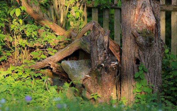 Der größte Gefallen, den man einem Igel tun kann, ist ein naturnaher Garten. Igel lieben Hecken, wilde Ecken mit hohem Gras, Totholz, Laubhaufen mit viel Reisig und Hohlräume in Holzstößen. (Foto: Johannes Selmansberger) Igelschutz im Garten: eine wilde Gartenecke mit Totholz und hohem Gras.