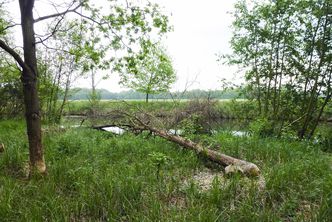 Biber Schutz: Vom Biber gefällter Baum