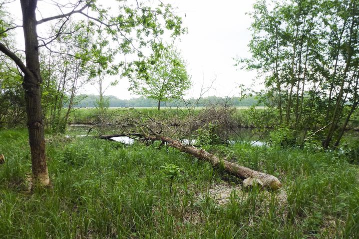 20 Meter rechts und links vom Wasser – so viel Raum müssen wir dem Biber zugestehen (Foto: Ralph Frank) Umgestürzte Bäume an einem Gewässerrandstreifen: Biber gehen ungern zu Fuß und halten sich wenn möglich nur in direkter Nähe zum Wasser auf (Foto: Ralph Frank)