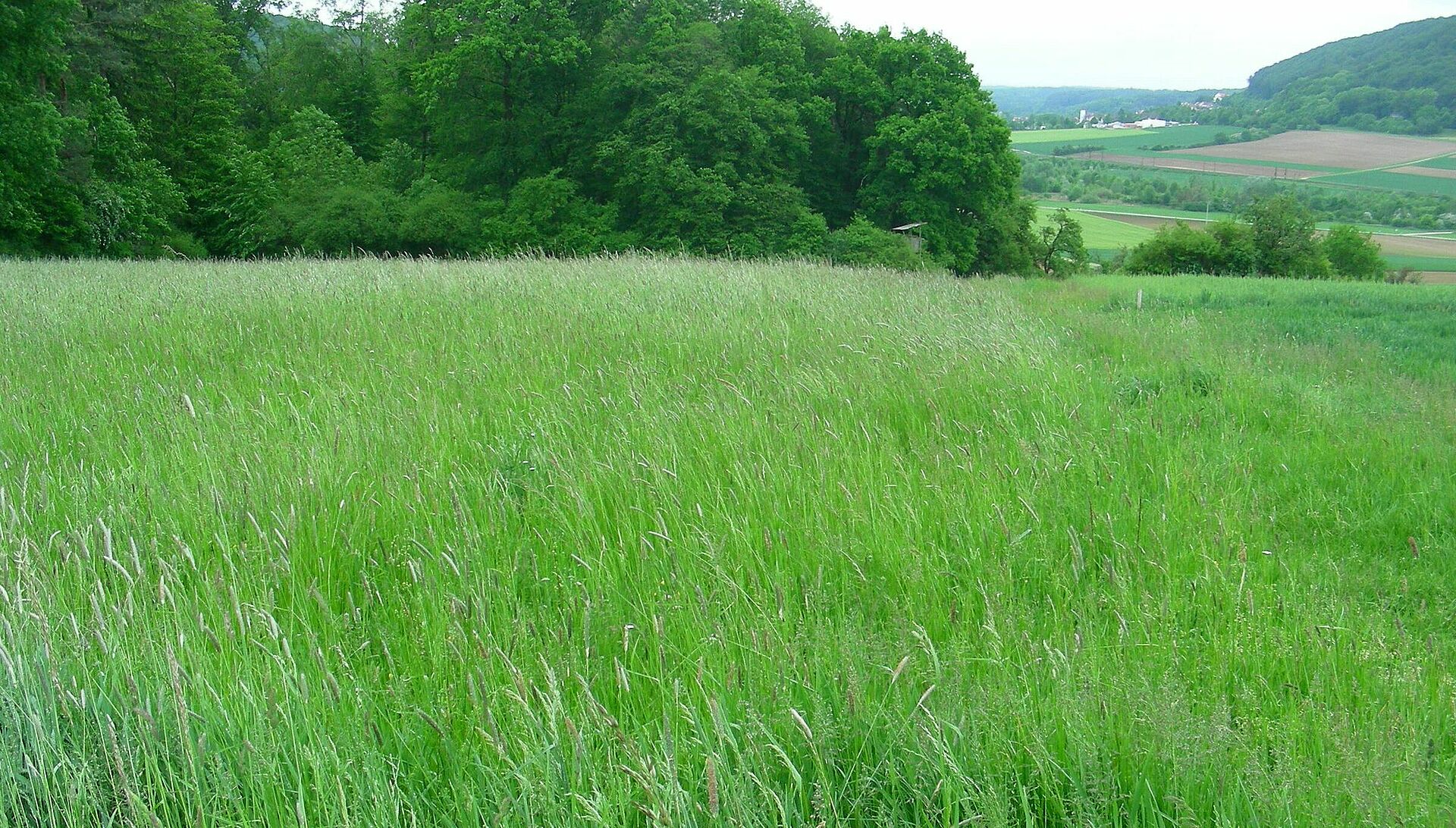 Mehr Schutz für Grünland | BUND Naturschutz