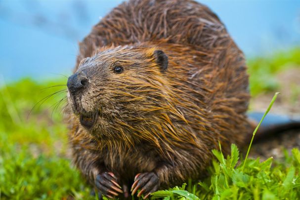Ein Biber sitzt auf einer Wiese und schaut in die Kamera