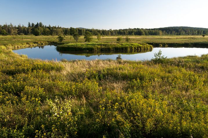 Naturschutzgebiet im Grünen Band (Foto: Berndt Fischer)